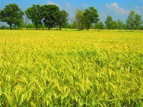 Wheat Crop, Punjab Pakistan. | S.M. Faraz | Flickr