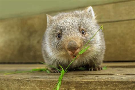 Baby Wombat: 10 Pictures and 10 Incredible Facts - A-Z Animals