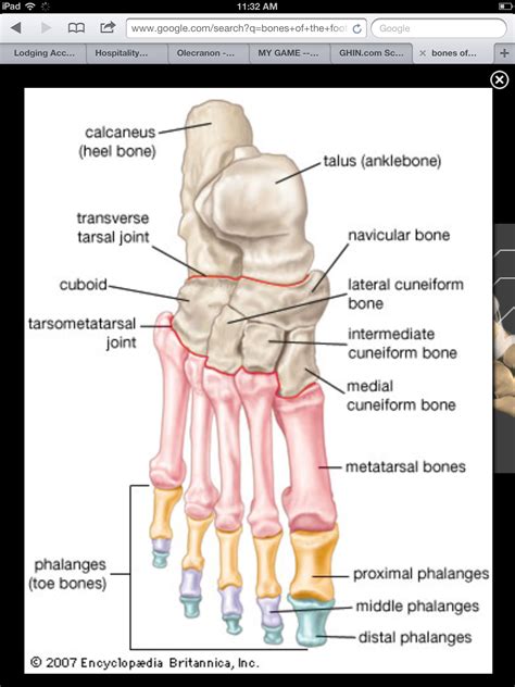 Pin by Susan Garverick on Education | Medical anatomy, Anatomy bones ...