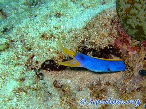 Sipadan : Blue ribbon eel