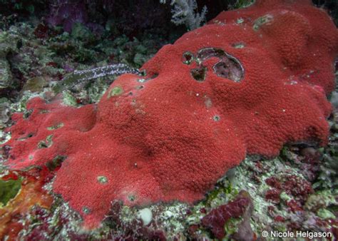 Introduction to Encrusting Corals of the Indo-Pacific • Scuba Diver Life