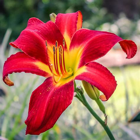 Red Daylily Photograph by Rob Sellers