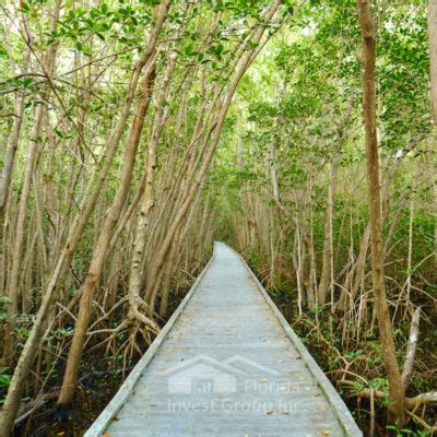 Four Mile Cove Ecological Preserve – Cape Coral (Florida)