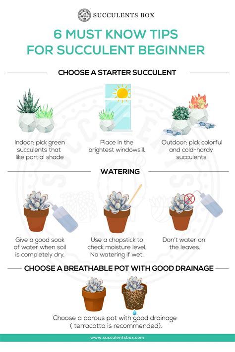 6 Must Know Tips for Succulent Beginners | Jardins pequenos, Suculentas, Hortas