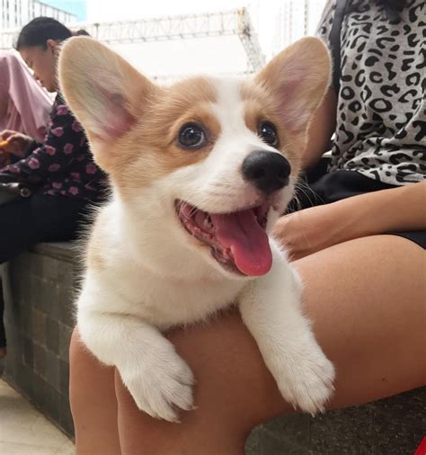 Pembroke Welsh Corgi Puppies For Sale | Pennsylvania Avenue, Los Angeles, CA #255214