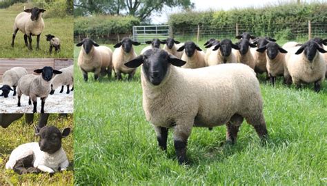 11 Best Sheep Breeds for Meat Production