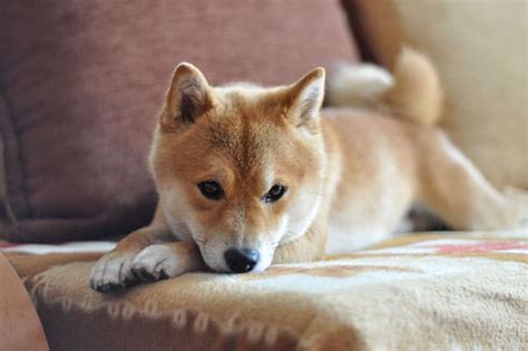 Are Shiba Inus Good With Small Dogs