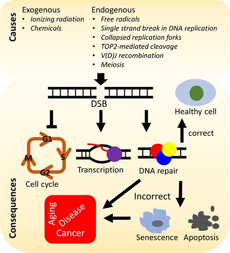 Frontiers | Human RecQ Helicases in DNA Double-Strand Break Repair