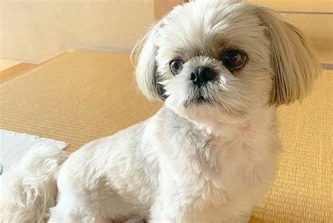 White Shih Tzu – What You Should Know - Shih Tzu World