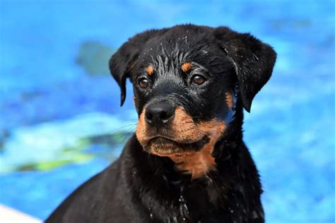 Rottweiler Dog Names 78+ Best & Top Ideas - PetShoper