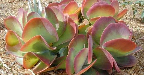 Paddle Plant Care: How To Grow Flapjacks Kalanchoe Thyrsiflora