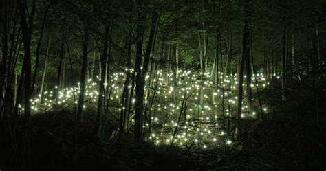 Magical Firefly Forest - Image Abyss