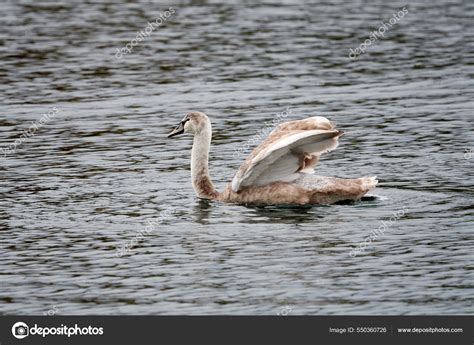 White Swan Lake Stock Photo by ©Wirestock 550360726