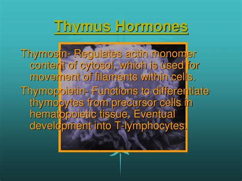 PPT - Endocrine System Organs: Thymus PowerPoint Presentation, free download - ID:1443884