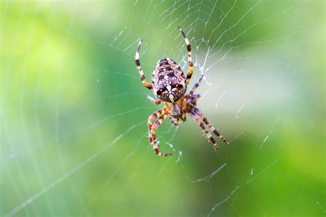 Garden spider | Web-building, Orb-weaving, Hunting | Britannica