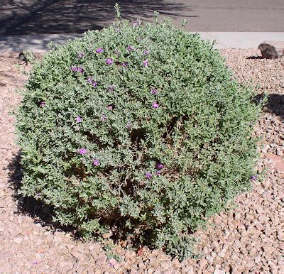 Texas Sage: Extreme Pruning