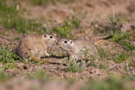 5 Types of Gerbil Breeds: An Overview (With Pictures) | Pet Keen