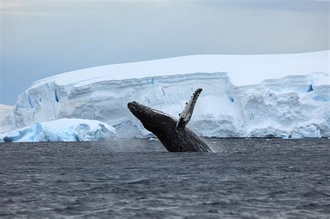 HD wallpaper: tail, Antarctica, humpback whale, Cierva Cove | Wallpaper Flare