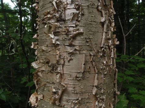 Yellow Birch - Betula alleghaniensis | The Arboretum