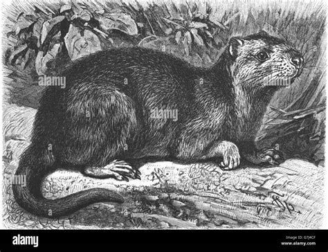 Desmarest's hutia, Capromys pilorides, Cuban hutia, illustration from book dated 1904 Stock ...