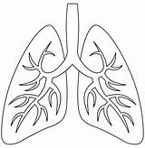 Lungs coloring page  Free Printable Coloring Pages sketch template