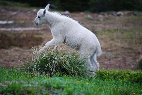 Mountain Goats in Glacier National Park | Glacier national park, National parks, Glacier national