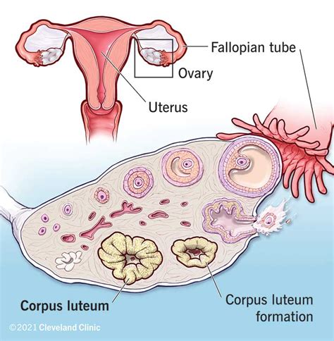 Corpus Luteum Ultrasound