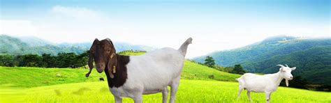 Goat, Cultivation, Livestock Background Image for Free Download