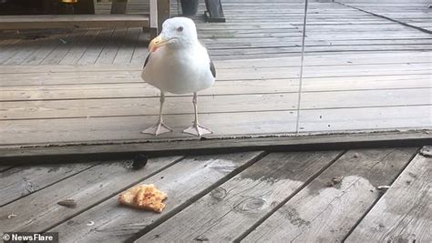 Hilarious moment baffled seagull pecks at a bar window as he tries to eat a slice of pizza ...