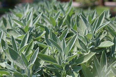 How to Harvest Sage — Meadowlark Journal