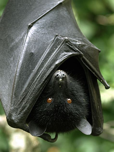 Livingstone's Fruit bat | All of Them Witches | Fruit bat, Bat photos ...