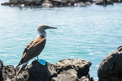 Wildlife Sightings: Our Favorite Animals in the Galapagos Islands - Wander The Map