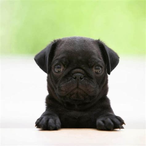 Pug Puppies Wallpapers - Wallpaper Cave