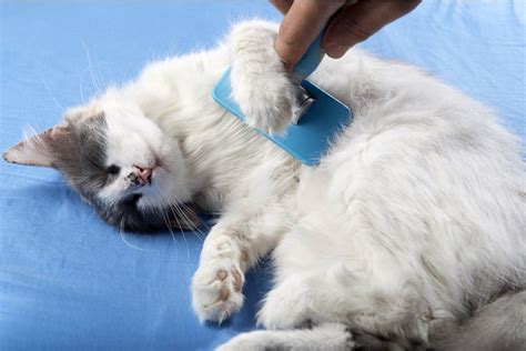 The 25 Best Cat Hairball Remedies - Cat Life Daily