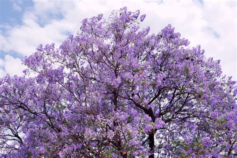 Jacaranda | San Diego Zoo Animals & Plants