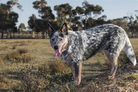 The Blue Heeler Border Collie mix: Everything you need to know - K9 Web