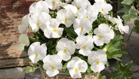 How to Sow Giant White Pansy Seeds - Welldales