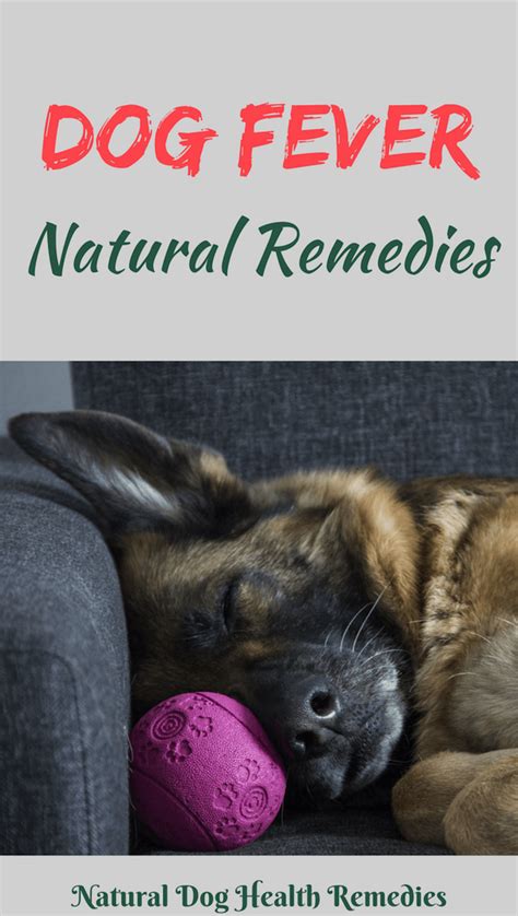 Dog Fever Natural Remedies | Dog fever, Dog remedies, Natural dog remedies