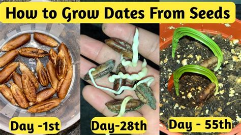 How to Grow Dates From Seeds | Date Seed Germination | Date Palm Plant - Sprouting Seeds | Palm ...