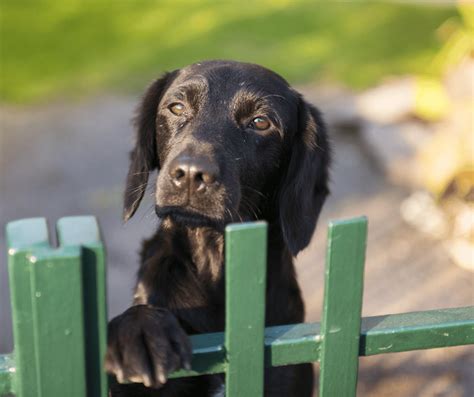 Tips to Keep your Dog Safe in Fenced Yard