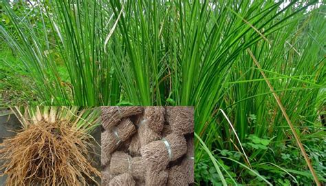 Panduan Lengkap Cara Mudah Budidaya Akar Wangi Yang Baik dan Benar Bagi Pemula – Flora dan Fauna