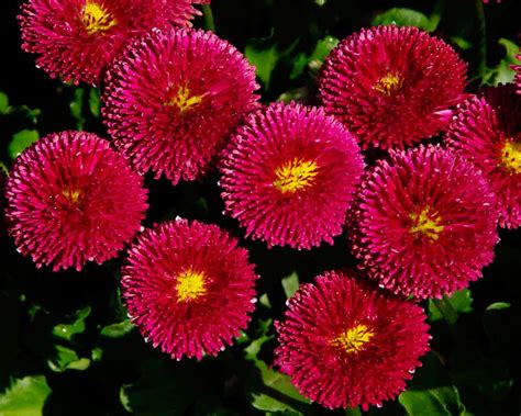 Bellis perennis | GardensOnline