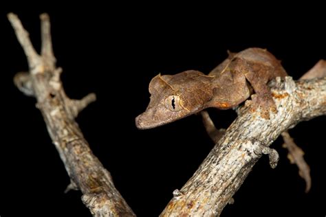 Uroplatus ebenaui – Uroplatus Information Center