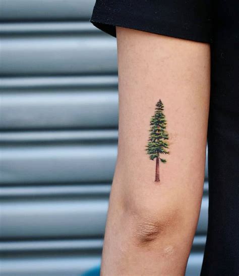 Pine tree tattoo by Dragon Ink - Tattoogrid.net