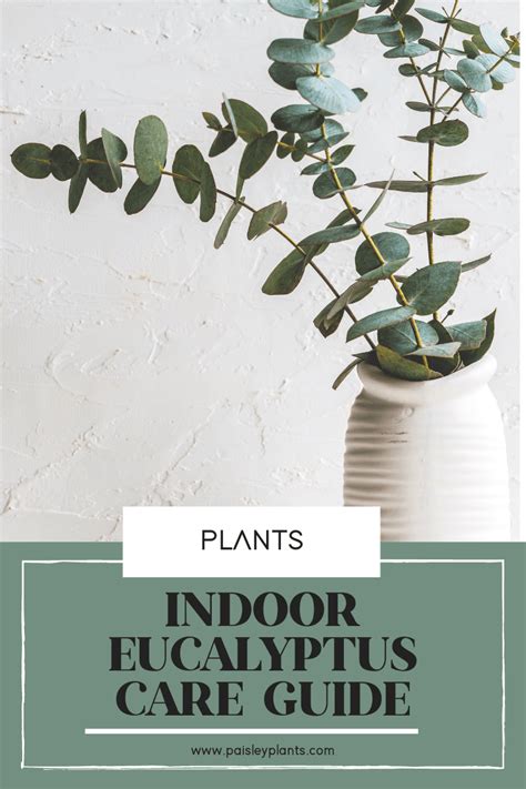 Indoor Eucalyptus Care Guide (Eucalyptus cinerea) - Paisley Plants