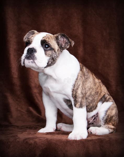 Old english bulldog puppy stock photo. Image of cuddly - 37854098