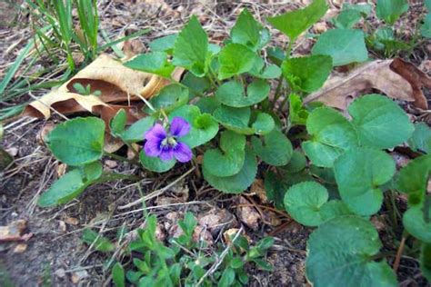 Violet Control - Weed Service | Tuff Turf Molebusters