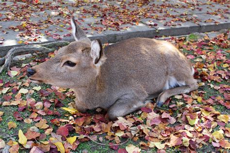 Wild animals in Japan and Where to find them | Japan Wonder Travel Blog