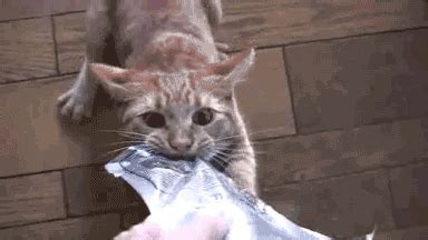 Saturday Caturday GIF War — The Bump