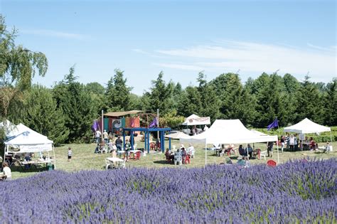 Photos: 19 farms filled with lovely lavender for Sequim's annual festival | Seattle Refined